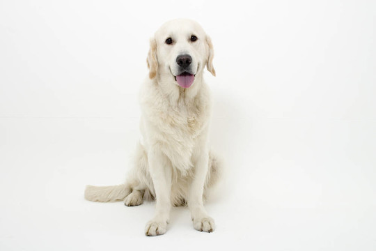 金毛獵犬
