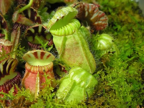 豬籠草
