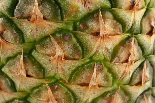 菠蘿皮宏回來