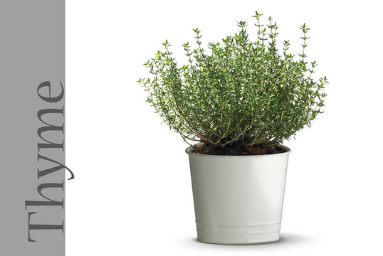 百里香植物