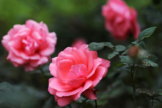 鮮花 月季花