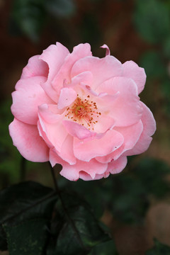 鮮花 月季花