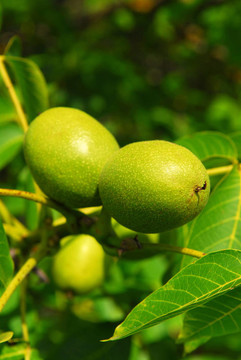 樹(shù)上的核桃