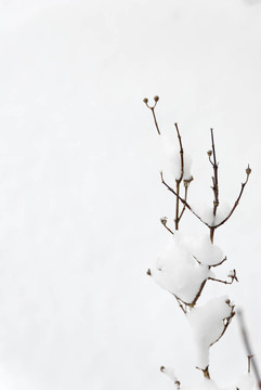茉莉枝條在雪中