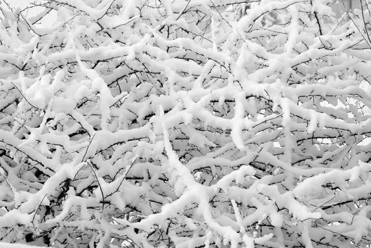 海棠和Fluffy Snow