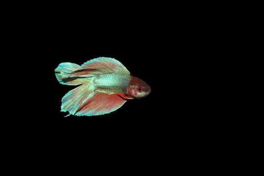 暹羅斗魚(yú)
