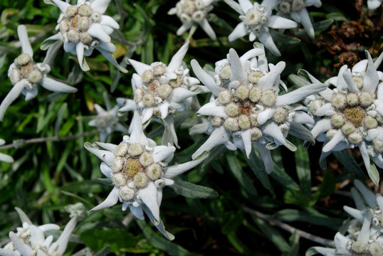 雪絨花