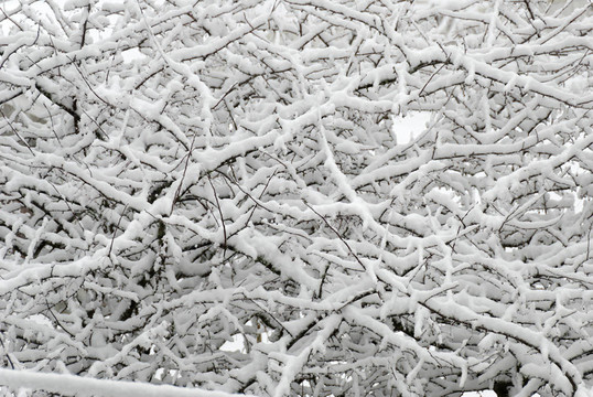 海棠和Fluffy Snow