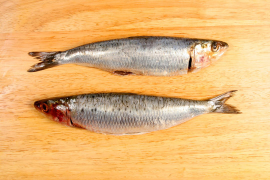 兩沙丁油魚
