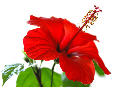 美麗的紅色的花