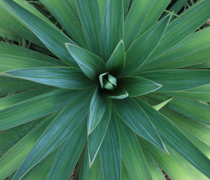 絲蘭屬植物