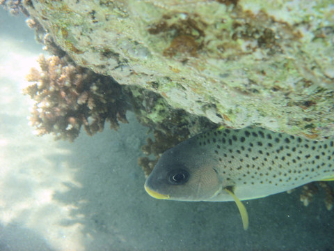 珊瑚魚