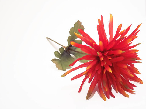 紅絲花