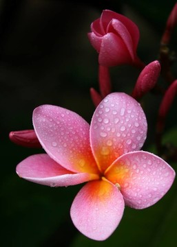 粉紅色的雞蛋花