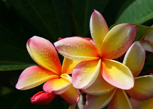 三色雞蛋花