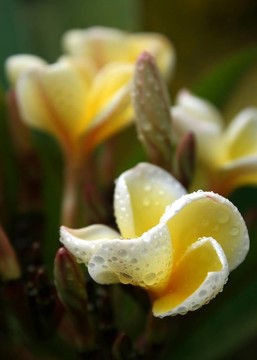 黃色的雞蛋花的花蕾