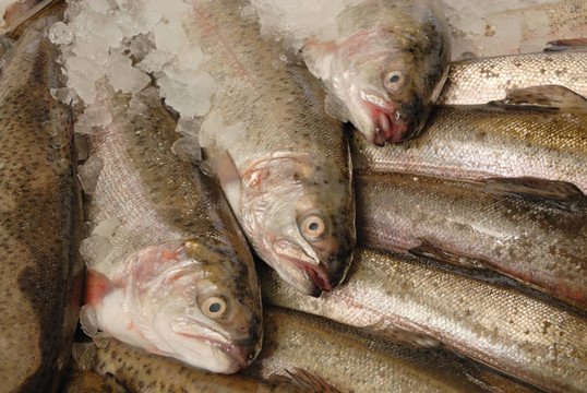 鱒魚在魚販