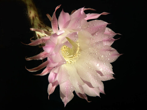 仙人掌花