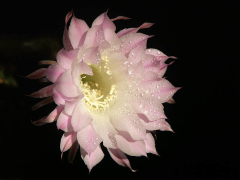 仙人掌花