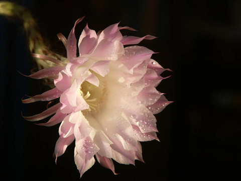 仙人掌花