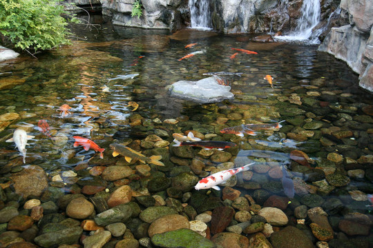 日本錦鯉魚(yú)池