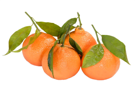 Tangerine夜店的果實(shí)收藏