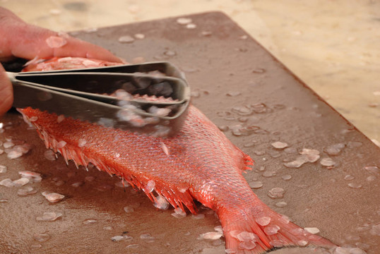 魚鱗