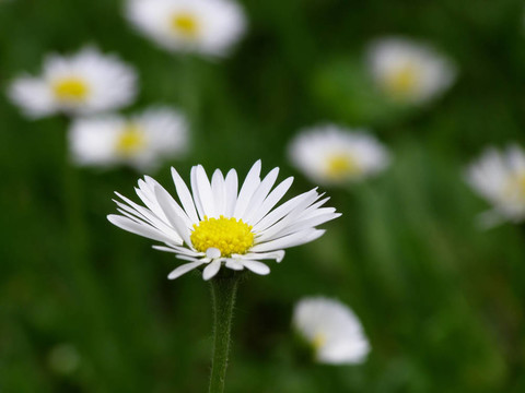 雛菊