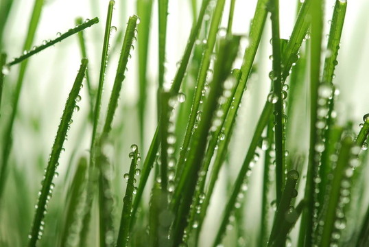 綠色的草稈