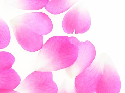 粉紅玫瑰的花瓣