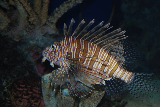 獅子魚