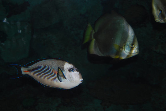 多游泳的魚