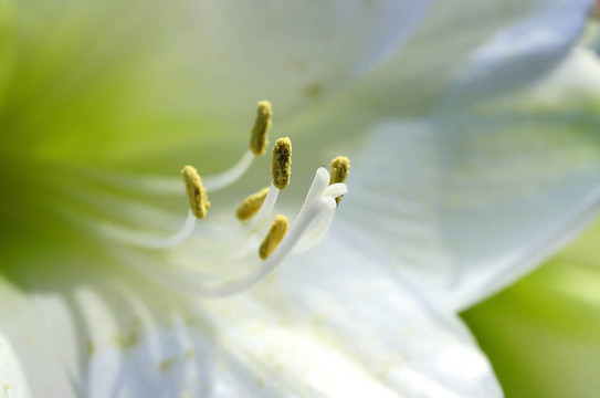 莉莉花白色