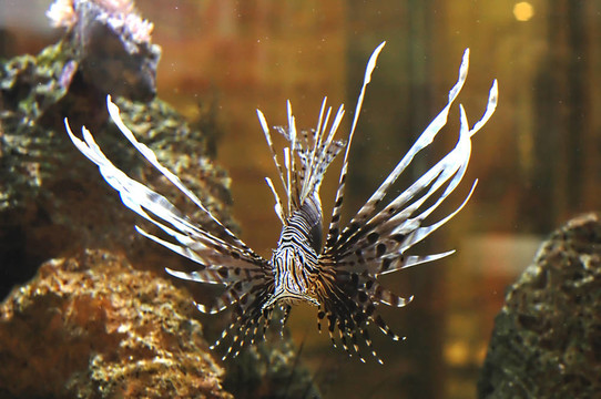獅子魚