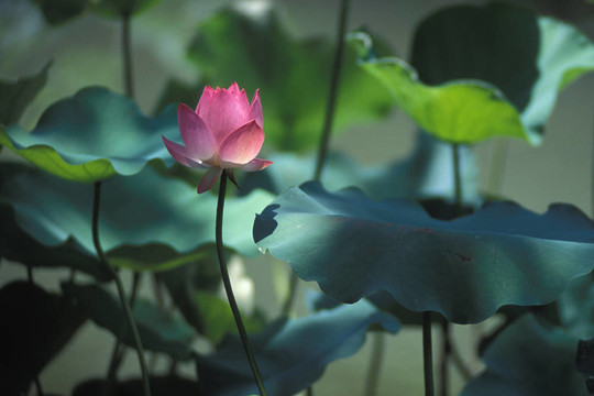 蓮花葉