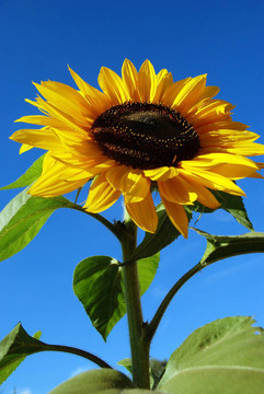 太陽花