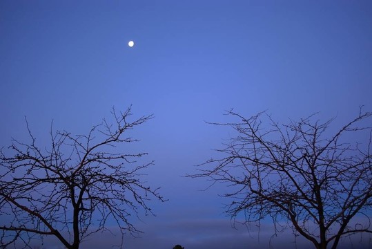 樹與Moon
