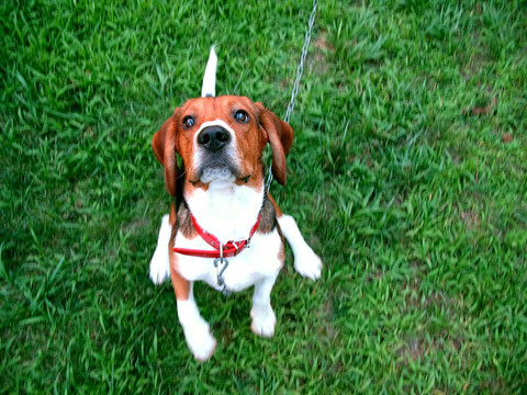 可愛的小獵犬
