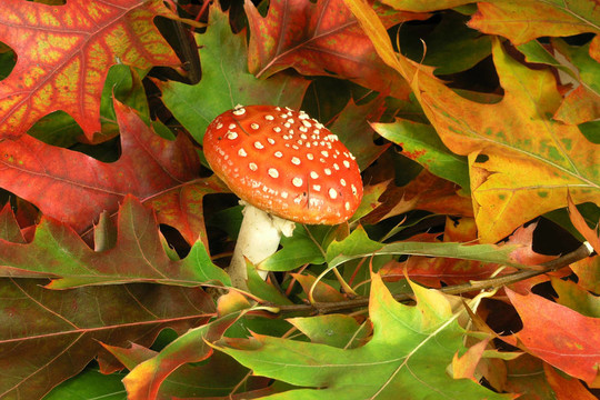 鵝膏菌