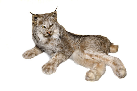 加拿大猞猁
