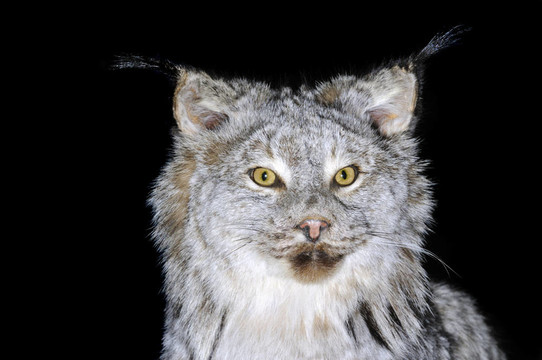 加拿大猞猁