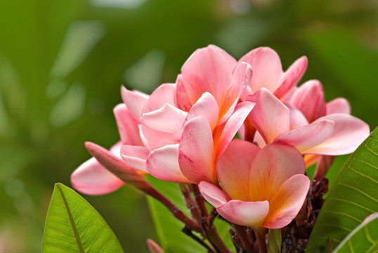雞蛋花