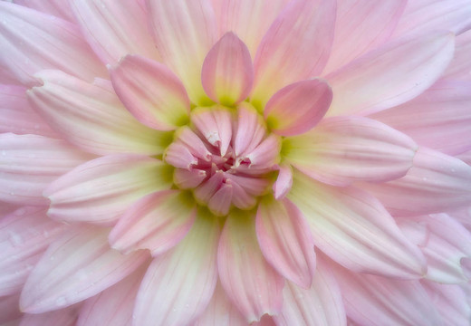 軟的菊花