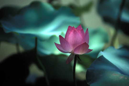 盛開的蓮花