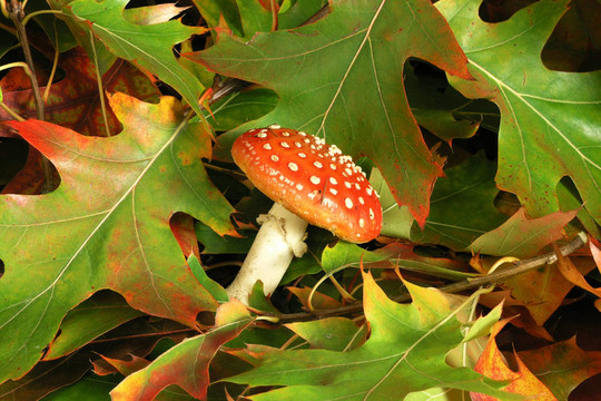 鵝膏菌