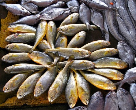 魚市場