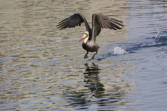 Brown Pelican脫下