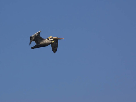 飛行的Brown Pelican
