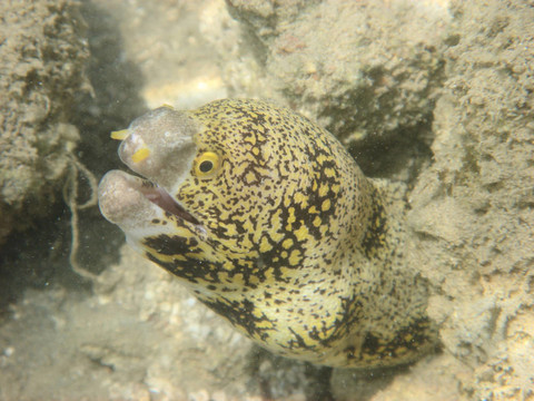 鰻魚
