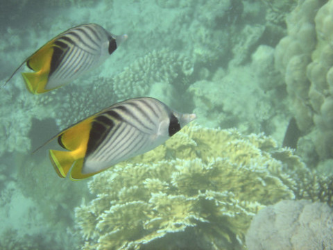 珊瑚魚(yú)